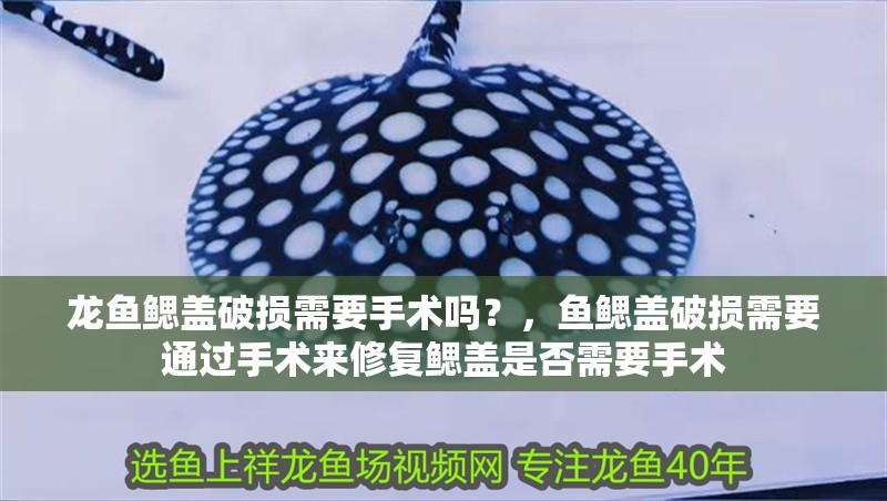 龍魚鰓蓋破損需要手術嗎？，魚鰓蓋破損需要通過手術來修復鰓蓋是否需要手術