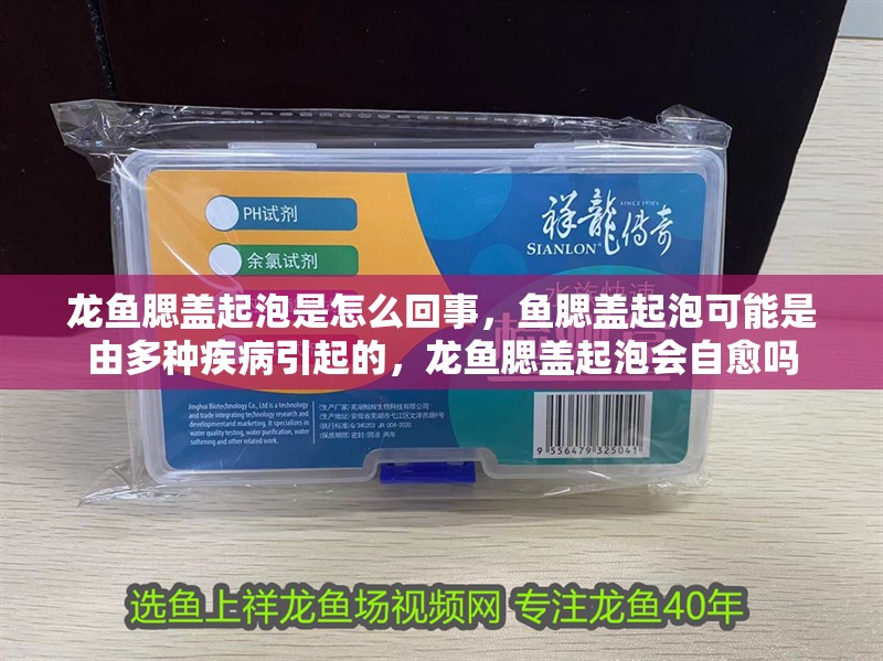 龍魚腮蓋起泡是怎么回事，魚腮蓋起泡可能是由多種疾病引起的，龍魚腮蓋起泡會自愈嗎