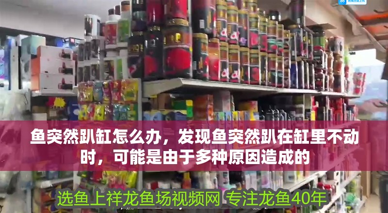 魚突然趴缸怎么辦，發現魚突然趴在缸里不動時，可能是由于多種原因造成的