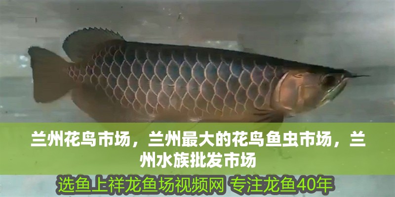 蘭州花鳥市場，蘭州最大的花鳥魚蟲市場，蘭州水族批發市場