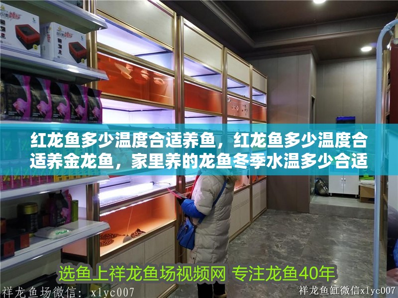 紅龍魚多少溫度合適養魚，紅龍魚多少溫度合適養金龍魚，家里養的龍魚冬季水溫多少合適