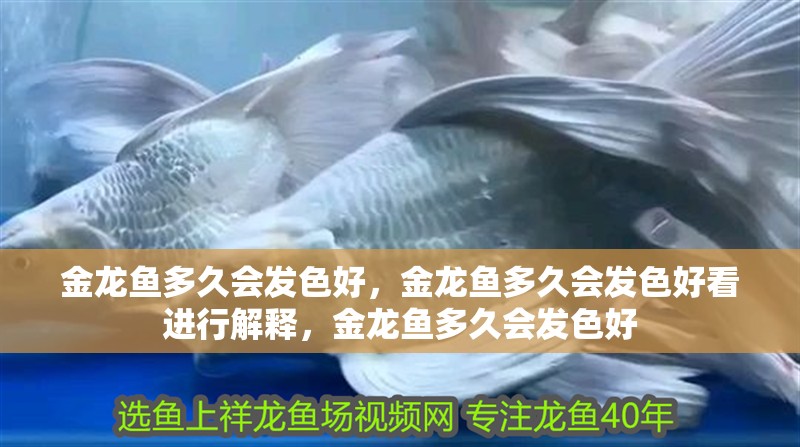 金龍魚多久會發色好，金龍魚多久會發色好看進行解釋，金龍魚多久會發色好