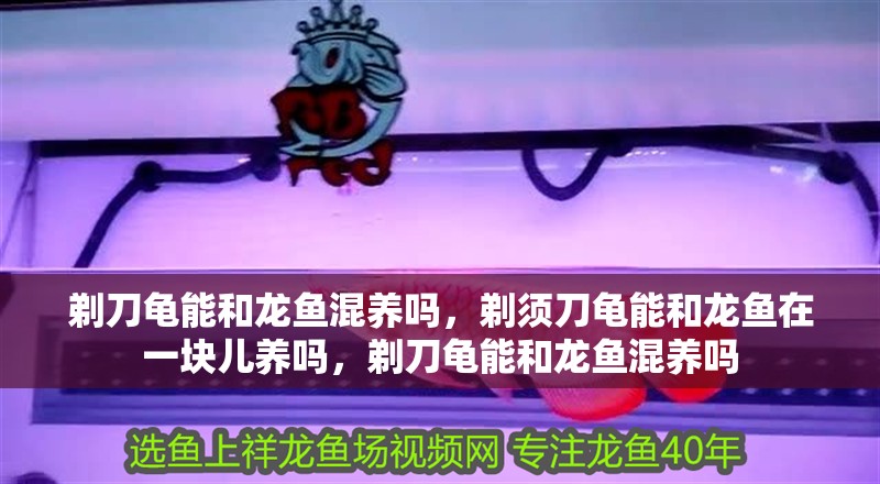 剃刀龜能和龍魚混養嗎，剃須刀龜能和龍魚在一塊兒養嗎，剃刀龜能和龍魚混養嗎