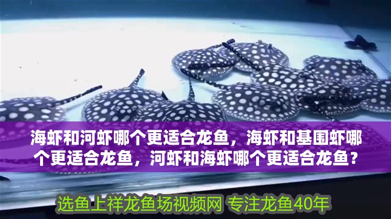 海蝦和河蝦哪個更適合龍魚，海蝦和基圍蝦哪個更適合龍魚，河蝦和海蝦哪個更適合龍魚？