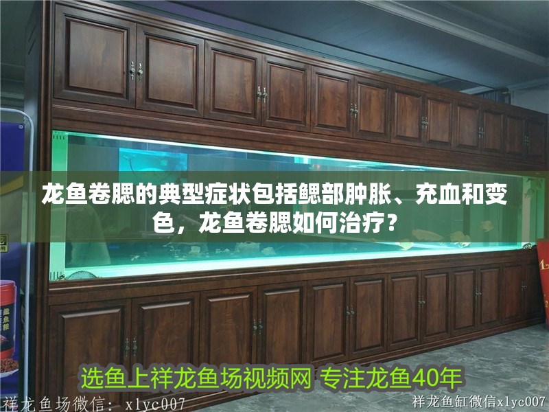 龍魚卷腮的典型癥狀包括鰓部腫脹、充血和變色，龍魚卷腮如何治療？