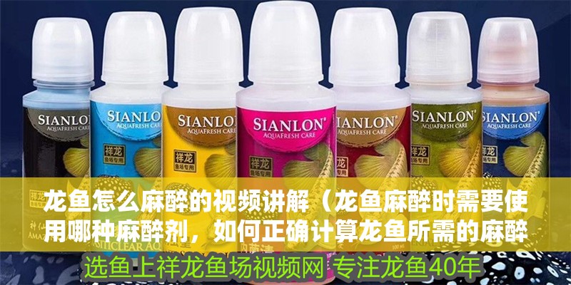 龍魚怎么麻醉的視頻講解（龍魚麻醉時需要使用哪種麻醉劑，如何正確計算龍魚所需的麻醉劑量）