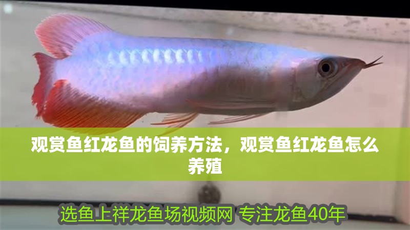 觀賞魚紅龍魚的飼養方法，觀賞魚紅龍魚怎么養殖