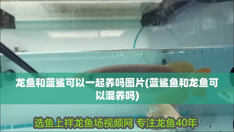 龍魚和藍鯊可以一起養嗎圖片(藍鯊魚和龍魚可以混養嗎)