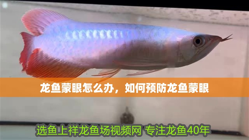 龍魚蒙眼怎么辦，如何預防龍魚蒙眼