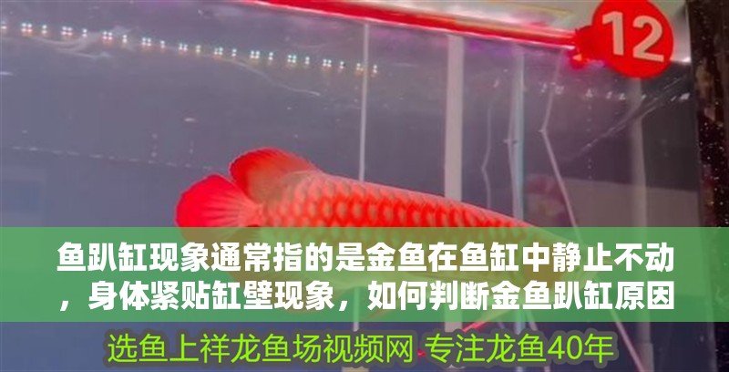 魚趴缸現象通常指的是金魚在魚缸中靜止不動，身體緊貼缸壁現象，如何判斷金魚趴缸原因速查表