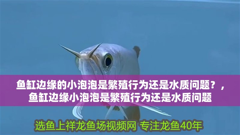 魚缸邊緣的小泡泡是繁殖行為還是水質問題？，魚缸邊緣小泡泡是繁殖行為還是水質問題
