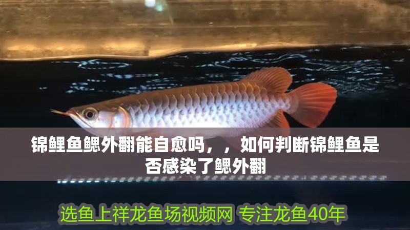 錦鯉魚鰓外翻能自愈嗎，，如何判斷錦鯉魚是否感染了鰓外翻