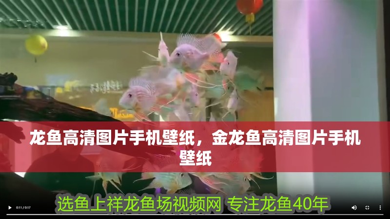 龍魚高清圖片手機壁紙，金龍魚高清圖片手機壁紙