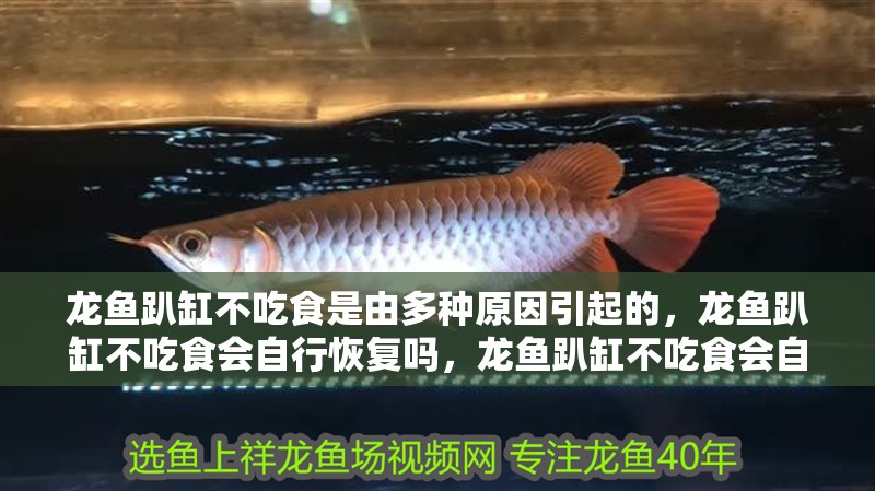 龍魚(yú)趴缸不吃食是由多種原因引起的，龍魚(yú)趴缸不吃食會(huì)自行恢復(fù)嗎，龍魚(yú)趴缸不吃食會(huì)自行恢復(fù)嗎？