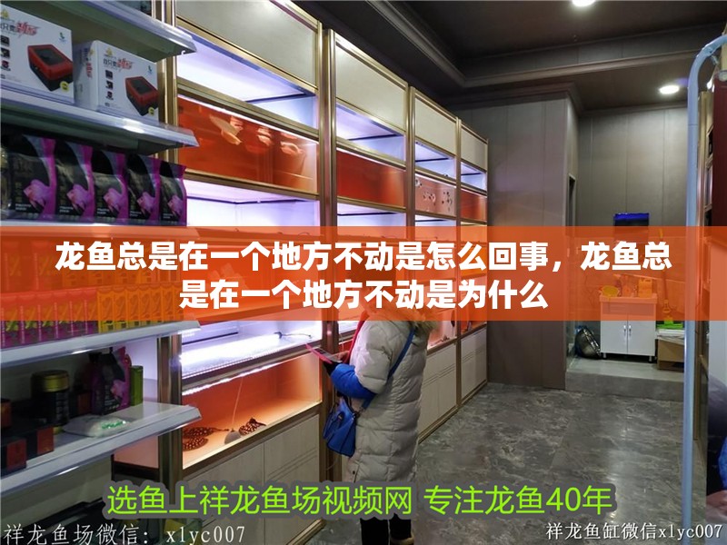 龍魚總是在一個地方不動是怎么回事，龍魚總是在一個地方不動是為什么