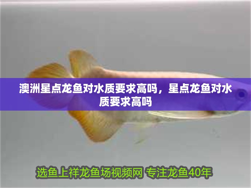 澳洲星點龍魚對水質要求高嗎，星點龍魚對水質要求高嗎