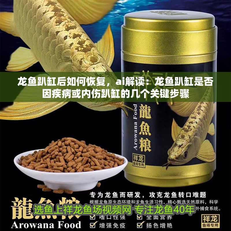 龍魚趴缸后如何恢復，ai解讀：龍魚趴缸是否因疾病或內傷趴缸的幾個關鍵步驟 龍魚趴缸后如何恢復，ai解讀：龍魚趴缸是否因疾病或內傷趴缸的幾個關鍵步驟 龍魚百科