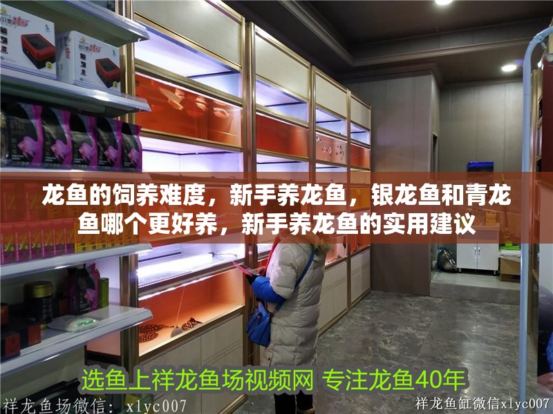 龍魚的飼養(yǎng)難度，新手養(yǎng)龍魚，銀龍魚和青龍魚哪個更好養(yǎng)，新手養(yǎng)龍魚的實用建議