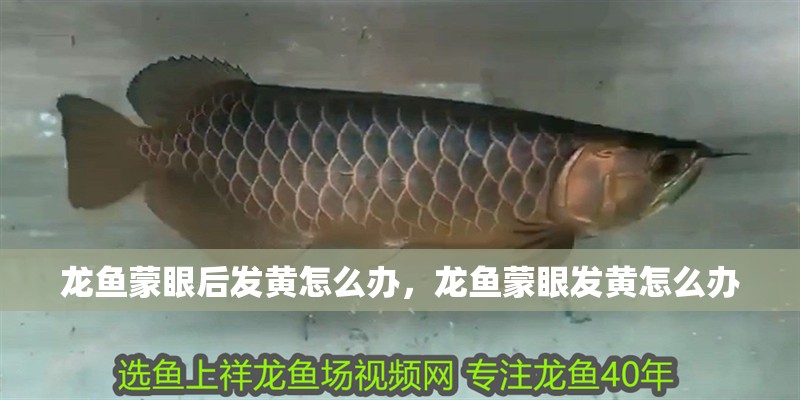 龍魚蒙眼后發黃怎么辦，龍魚蒙眼發黃怎么辦