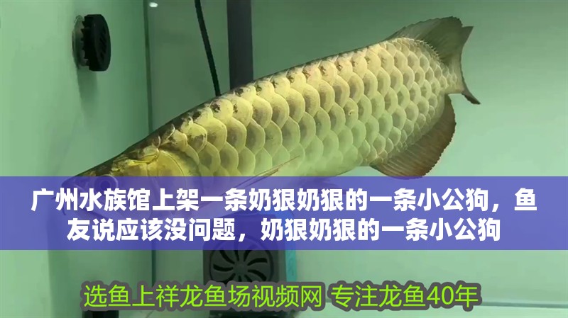 廣州水族館上架一條奶狠奶狠的一條小公狗，魚友說應該沒問題，奶狠奶狠的一條小公狗