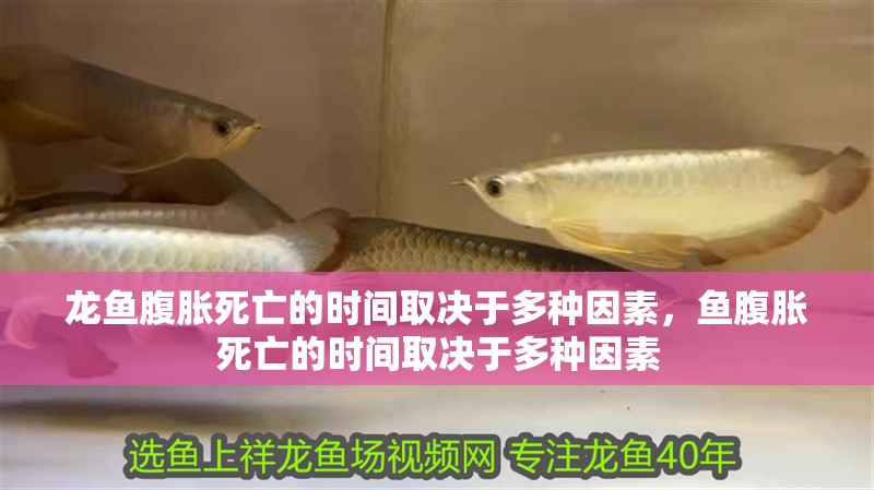 龍魚腹脹死亡的時間取決于多種因素，魚腹脹死亡的時間取決于多種因素