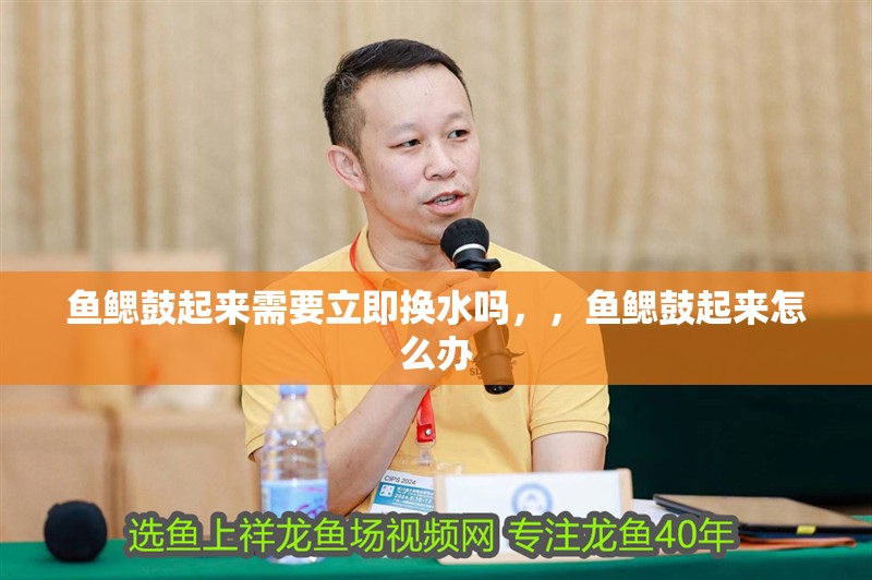 魚鰓鼓起來需要立即換水嗎，，魚鰓鼓起來怎么辦