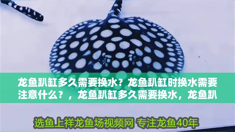 龍魚趴缸多久需要換水？龍魚趴缸時(shí)換水需要注意什么？，龍魚趴缸多久需要換水，龍魚趴缸多久換水需要換水