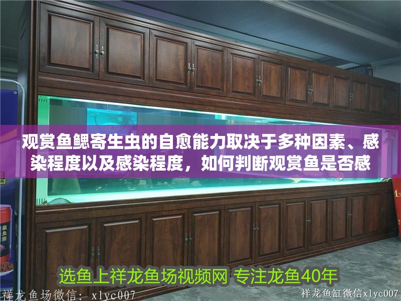 觀賞魚鰓寄生蟲(chóng)的自愈能力取決于多種因素、感染程度以及感染程度，如何判斷觀賞魚是否感染鰓寄生蟲(chóng)？