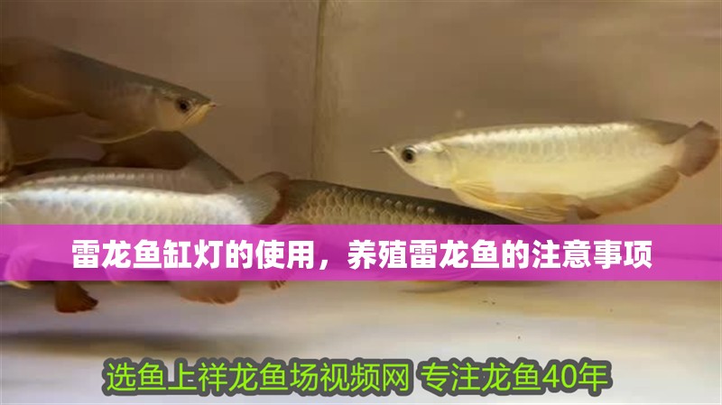 雷龍魚缸燈的使用，養殖雷龍魚的注意事項