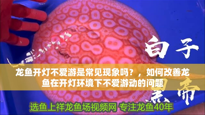 龍魚開燈不愛游是常見現(xiàn)象嗎？，如何改善龍魚在開燈環(huán)境下不愛游動(dòng)的問題 龍魚開燈不愛游是常見現(xiàn)象嗎？，如何改善龍魚在開燈環(huán)境下不愛游動(dòng)的問題 龍魚百科
