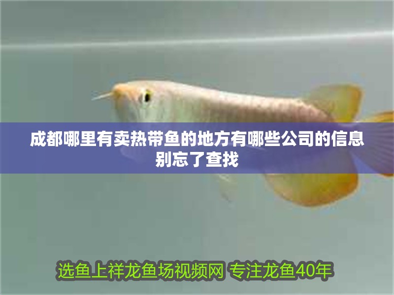 成都哪里有賣熱帶魚的地方有哪些公司的信息別忘了查找