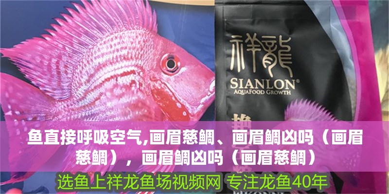 魚直接呼吸空氣,畫眉慈鯛、畫眉鯛兇嗎（畫眉慈鯛），畫眉鯛兇嗎（畫眉慈鯛）