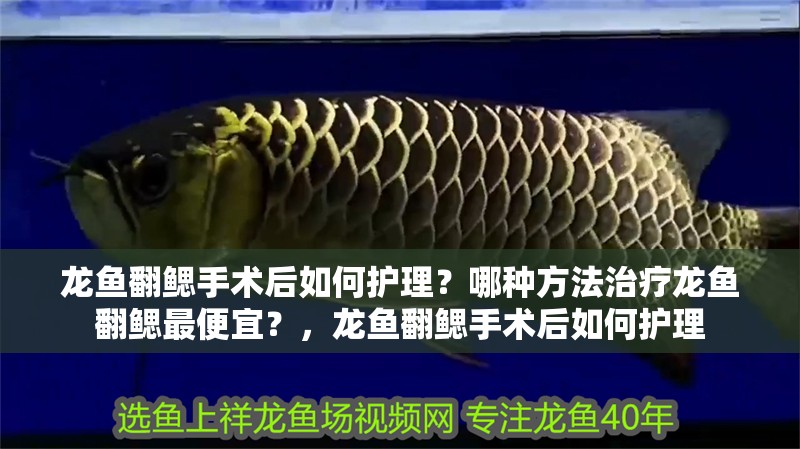 龍魚翻鰓手術(shù)后如何護(hù)理？哪種方法治療龍魚翻鰓最便宜？，龍魚翻鰓手術(shù)后如何護(hù)理