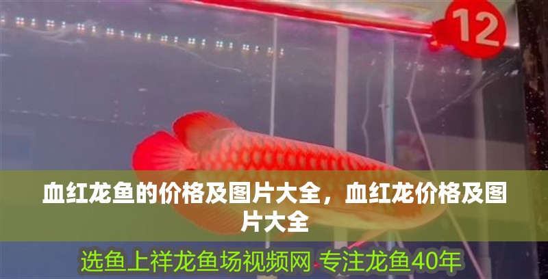 血紅龍魚的價格及圖片大全，血紅龍價格及圖片大全