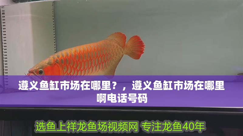 遵義魚缸市場在哪里？，遵義魚缸市場在哪里啊電話號碼