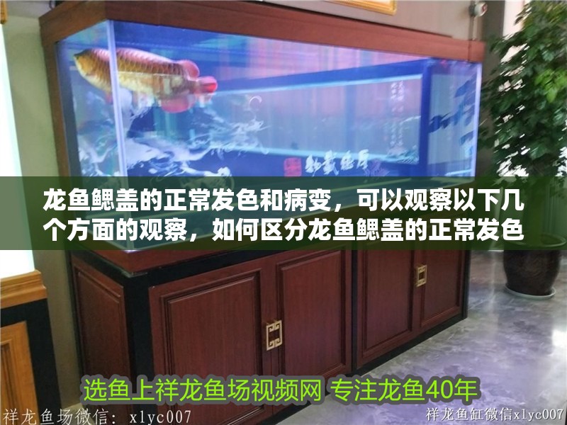 龍魚鰓蓋的正常發(fā)色和病變，可以觀察以下幾個方面的觀察，如何區(qū)分龍魚鰓蓋的正常發(fā)色和病變