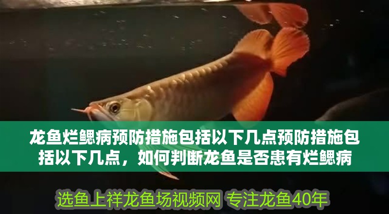 龍魚爛鰓病預防措施包括以下幾點預防措施包括以下幾點，如何判斷龍魚是否患有爛鰓病