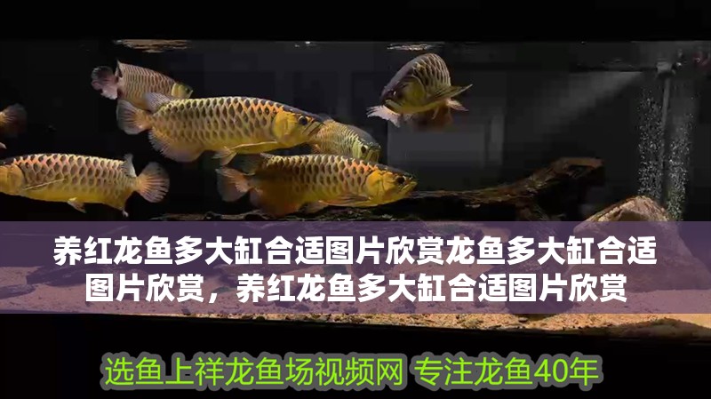 養(yǎng)紅龍魚多大缸合適圖片欣賞龍魚多大缸合適圖片欣賞，養(yǎng)紅龍魚多大缸合適圖片欣賞