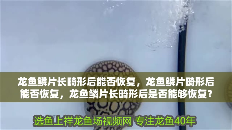 龍魚鱗片長畸形后能否恢復，龍魚鱗片畸形后能否恢復，龍魚鱗片長畸形后是否能夠恢復？