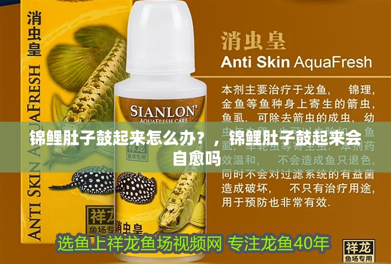 錦鯉肚子鼓起來怎么辦？，錦鯉肚子鼓起來會自愈嗎