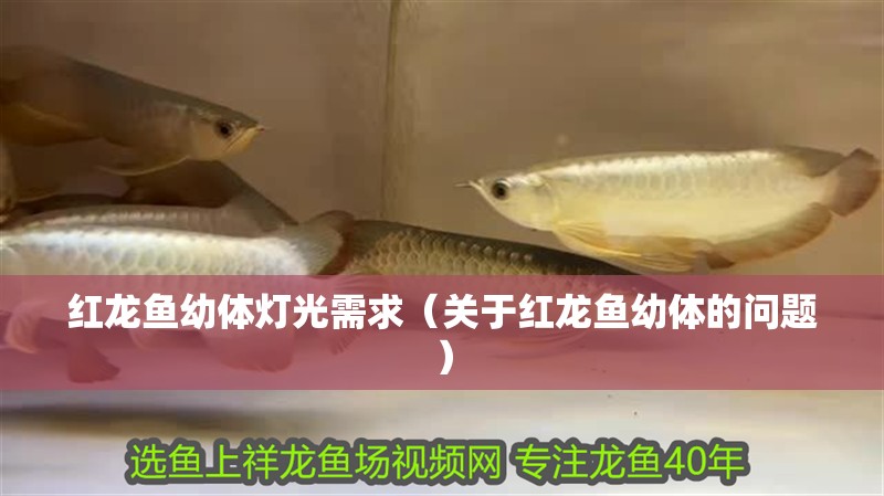 紅龍魚幼體燈光需求（關于紅龍魚幼體的問題） 紅龍魚幼體燈光需求（關于紅龍魚幼體的問題） 觀賞魚百科