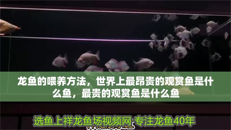 龍魚的喂養方法，世界上最昂貴的觀賞魚是什么魚，最貴的觀賞魚是什么魚