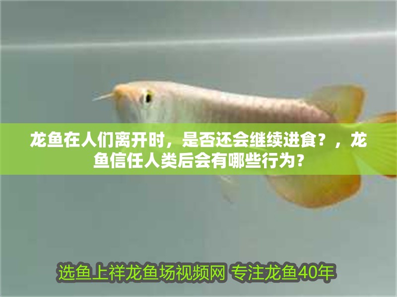 龍魚在人們離開時，是否還會繼續進食？，龍魚信任人類后會有哪些行為？