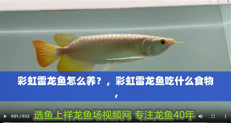 彩虹雷龍魚怎么養？，彩虹雷龍魚吃什么食物，