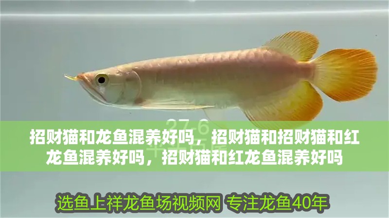 招財貓和龍魚混養(yǎng)好嗎，招財貓和招財貓和紅龍魚混養(yǎng)好嗎，招財貓和紅龍魚混養(yǎng)好嗎