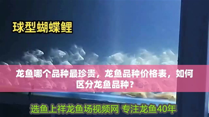 龍魚哪個品種最珍貴，龍魚品種價格表，如何區分龍魚品種？