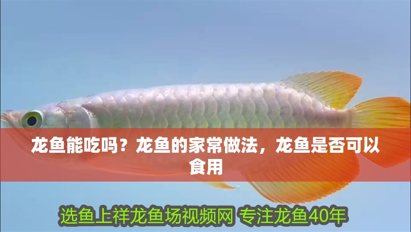 龍魚能吃嗎？龍魚的家常做法，龍魚是否可以食用