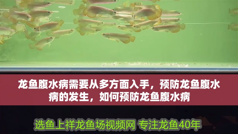 龍魚腹水病需要從多方面入手，預防龍魚腹水病的發生，如何預防龍魚腹水病