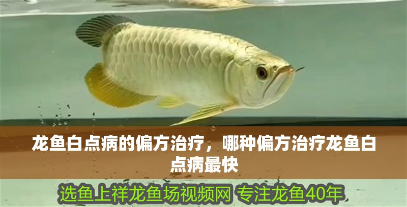 龍魚白點病的偏方治療，哪種偏方治療龍魚白點病最快