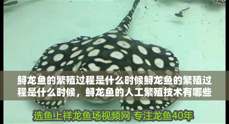 鱘龍魚的繁殖過程是什么時候鱘龍魚的繁殖過程是什么時候，鱘龍魚的人工繁殖技術有哪些難點？